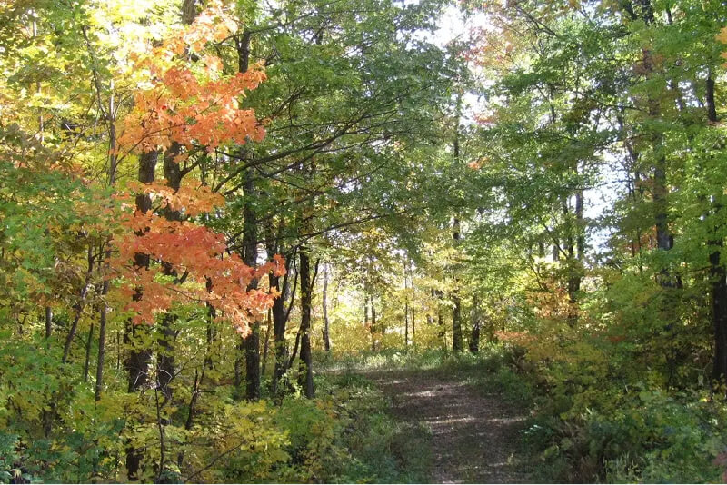 Pillsbury State Forest